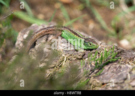 Sand Lizard; Lacerta agilis Single Male Hampshire; UK Stock Photo