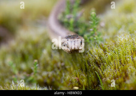 Smooth Snake; Coronella austriaca Head; Close Up Hampshire; UK Stock Photo
