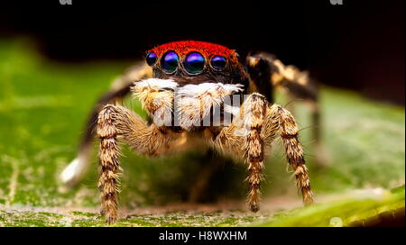 peacock spider wallpaper