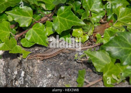 Common wall lizard (Podarcis muralis), Sitting on a low wall basking at spring in country garden, Lorraine, France Stock Photo