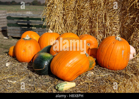 The concept of Halloween with various pumpkins on bales of hay Stock Photo