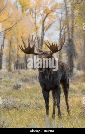 Shiras Moose (Alces alces), Grand Teton National Park, Wyoming, Washakie Stock Photo