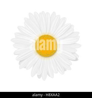 Isolated realistic daisy (chamomile) flower on a white background. Vector illustration Stock Vector