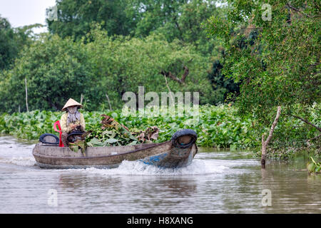 woman transporting bananas to the market in a sampan boat on the Mekong River in Cai Be, Mekong Delta, Vietnam, Asia Stock Photo