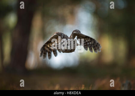 Tawny Owl ( Strix aluco ) in flight, flying through open woods, hunting, frontal shot, in front of nice background, Europe. Stock Photo