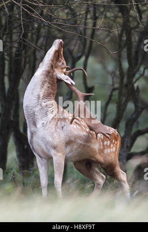 fallow deer during the rutting season