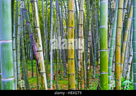 The green bamboo shoots in the Seaside Park of Batumi, Georgia. Stock Photo