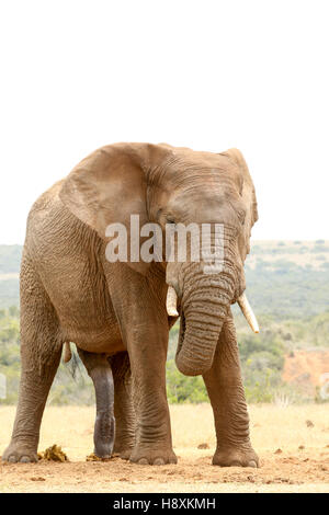 Bush Elephant standing with his trunk in his mouth. Stock Photo
