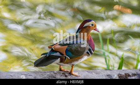 The beautiful male Mandarin Duck  (Aix galericulata) on the pipe with his typical  colorful plumage with water bokeh background Stock Photo