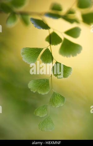 Close up of the Maidenhair fern leaves Stock Photo