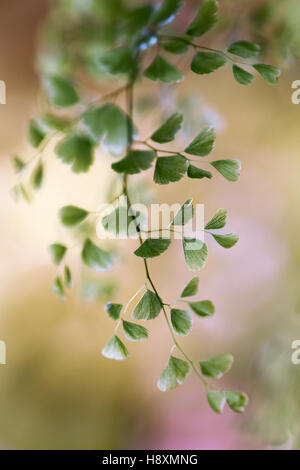 Close up of the Maidenhair fern leaves Stock Photo