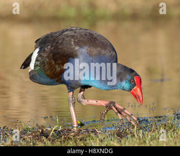 Various subspecies of the Purple Swamphen occur in the Mediterranean countries, Africa, Asia and Australasia. Stock Photo