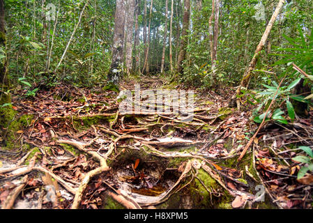 Trail with roots in the rainforest at Bako National Park. Sarawak. Borneo. Malaysia Stock Photo
