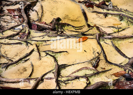 Trail with roots and sand in the rainforest at Bako National Park. Sarawak. Borneo. Malaysia. background texture Stock Photo