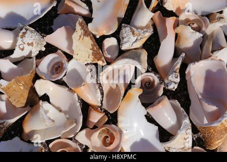 Sea Shells on Black Sand as Background Stock Photo