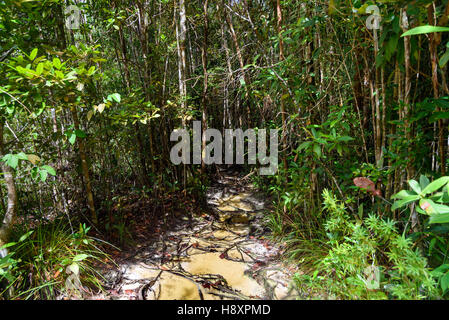 Trail with roots and sand in the rainforest at Bako National Park. Sarawak. Borneo. Malaysia Stock Photo