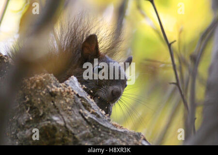Red squirrel eating nuts while peeking behind a branch in thick forest Stock Photo