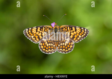 Flockenblumen Scheckenfalter, Melitaea phoebe, Knapweed Fritillary Butterfly Stock Photo