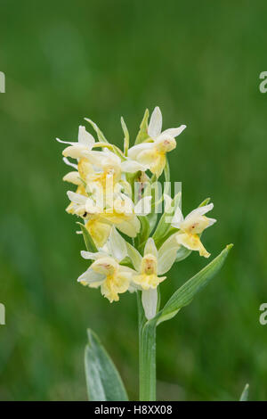 Holunder Knabenkraut, Dactylorhiza sambucina, Elder flowered Orchid Stock Photo