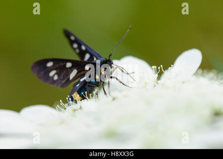 Weissfleck Widderchen, Amata phegea, Nine spotted Moth Stock Photo