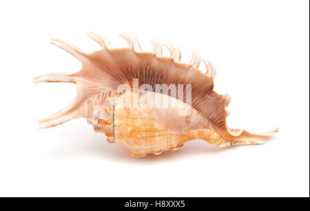 Lambis , spider conch shell isolated on white Stock Photo