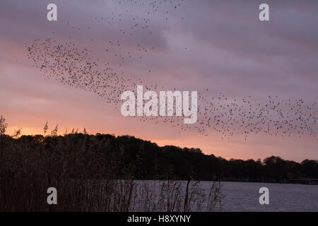 Starling (Sturnus vulgaris) flock or murmuration at sunset over lake in Surrey, UK. Stock Photo