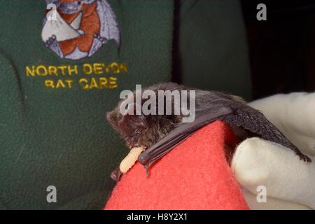 Barbastelle bat (Barbastella barbastellus) a rare bat in the UK, eating a Waxworm at North Devon Bat Care, Barnstaple, Devon, UK, October. Stock Photo