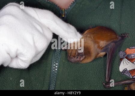 Samantha Pickering stroking a Noctule bat (Nyctalus noctula) as it clings to her chest at her rescue centre, North Devon Bat Care, Devon, UK, October. Stock Photo