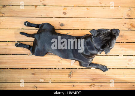 A handsome black Staffordshire Bull Terrier dog lying on wooden decking. his coat is shiny, he is not wearing a collar. Seen fro Stock Photo