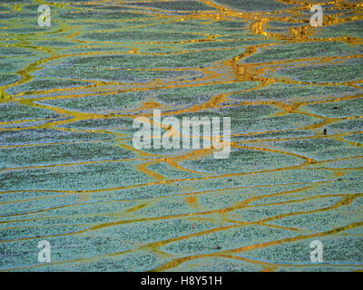 evening light producing cryptic image of golden maze-like duck trails on surface of still water thick with blue green algae Stock Photo