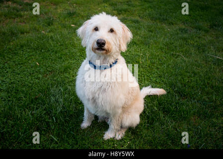 Labradoodle Sits and Looks at Camera obediently Stock Photo