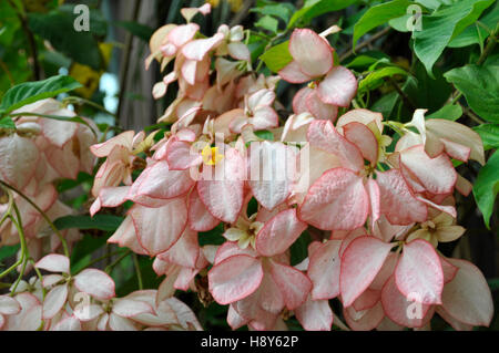 Mussaenda erythrophylla (Queen Sirikit) Stock Photo