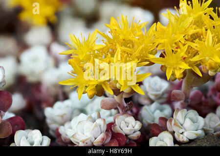 Yellow flowers of Sedum spathulifolium, Cape Blanco, an evergreen perennial rock plant Stock Photo