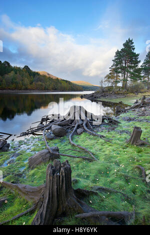 Scots Pine tree trunks. on the shore of Loch Beinn a' Mheadhoin, Glen Affric, Highland, Scotland Stock Photo