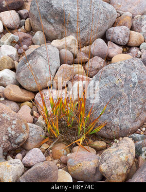 Grass on stony beach of Loch Maree, Wester Ross, Scotland Stock Photo