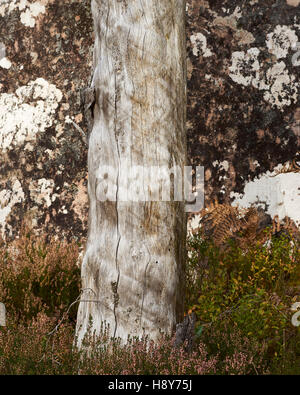 Dead tree trunk with no bark against lichen covered rock Stock Photo