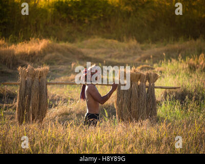 Thai farmer carrying the rice on shoulder after harvest, farmer work to keep the rice to be sold. Stock Photo