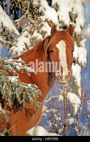 Chestnut Horse Mare standing by spruce tree on a cold winter day. Stock Photo