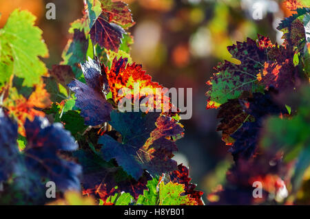 Feuille de vigne en Automne Provence France Aix en Provence Stock Photo