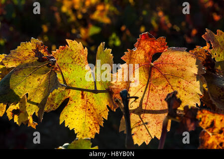 Feuille de vigne en Automne Provence France Stock Photo