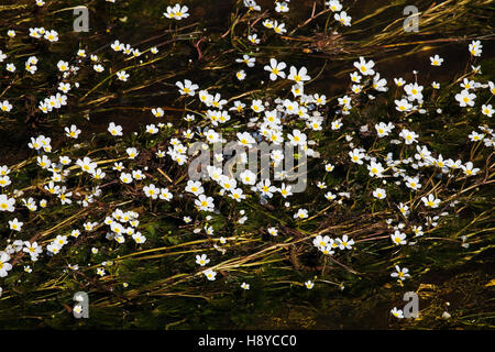 Common water crowfoot Ranunculus aquatilis in a stream near Castro Verde Alentejo Region Portugal Stock Photo