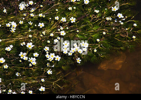 Common water crowfoot Ranunculus aquatilis in a stream near Castro Verde Alentejo Region Portugal Stock Photo