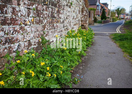 Greater celandine Chelidonium majus beside footpath Bickerley Ringwood Hampshire England UK Stock Photo