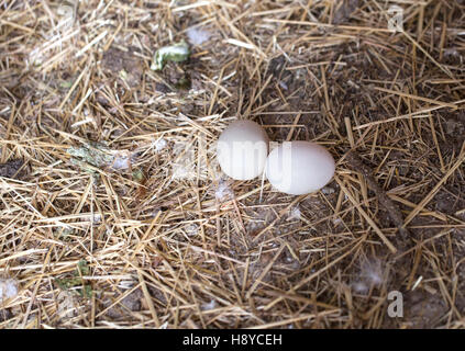 Eggs on straw in a henhouse Stock Photo
