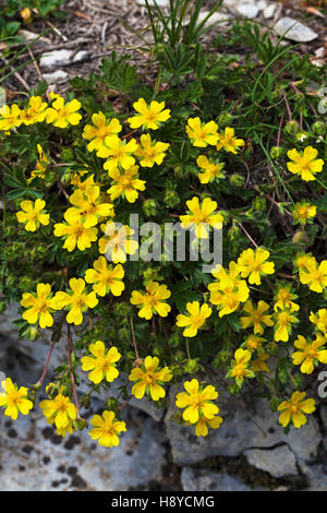 Alpine cinquefoil Potentilla crantzii Vallee de Combeau Vercors Regional Natural Park France Stock Photo