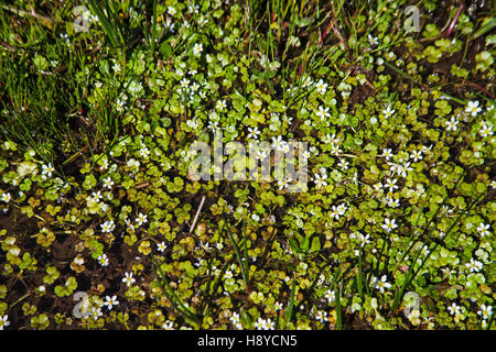 Round-leaved water crowfoot Ranunculus omiophyllus near Headland Warren Dartmoor National Park Devon England UK Stock Photo