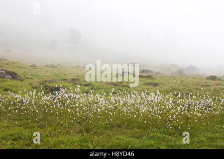 Common cottongrass Eriophorum angustifolium in early morning mist near the Col du Tourmalet Pyrenees National Park France July 2015 Stock Photo