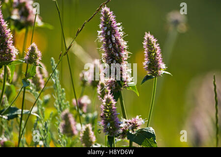Rabbit-foot clover Trifolium arvense back-lit from near the radio mast on Signal Mountain Grand Teton National Park Wyoming USA June 2015 Stock Photo