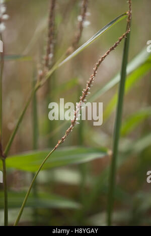 Persicaria amplexicaulis 'Alba' (Bistort) Oudolf Field, Hauser & Wirth, Somerset, UK, September. Designer Piet Oudolf Stock Photo