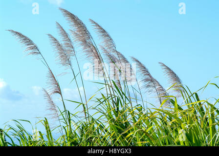 Flowers of sugar cane in the wind at La Reunion Island, France Stock Photo
